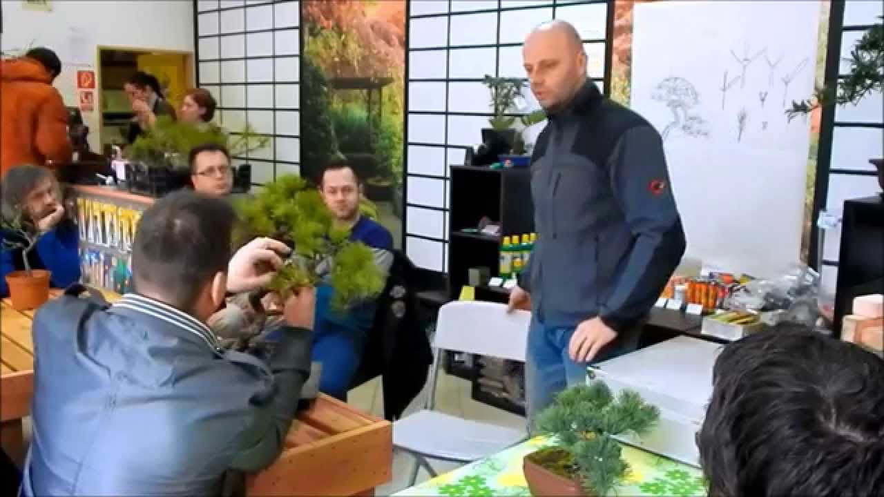 Predjarné tvarovanie a presádzanie Žilina 2015