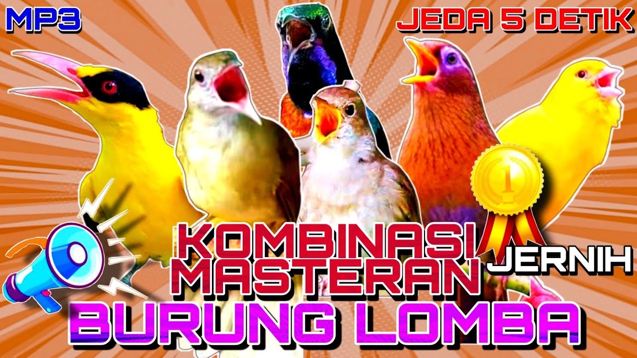 🔴Kombinasi Masteran Burung Lomba Jernih |Terbukti Ampuh!! |Full 3Jam |Jeda 5Detik #kombinasimasteran