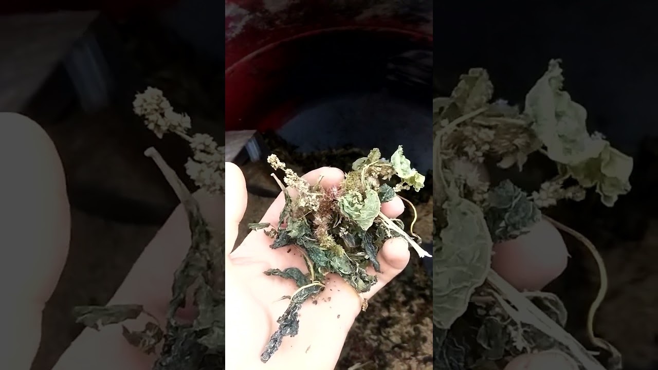 Амарант как кормовая полезная добавка для птицы