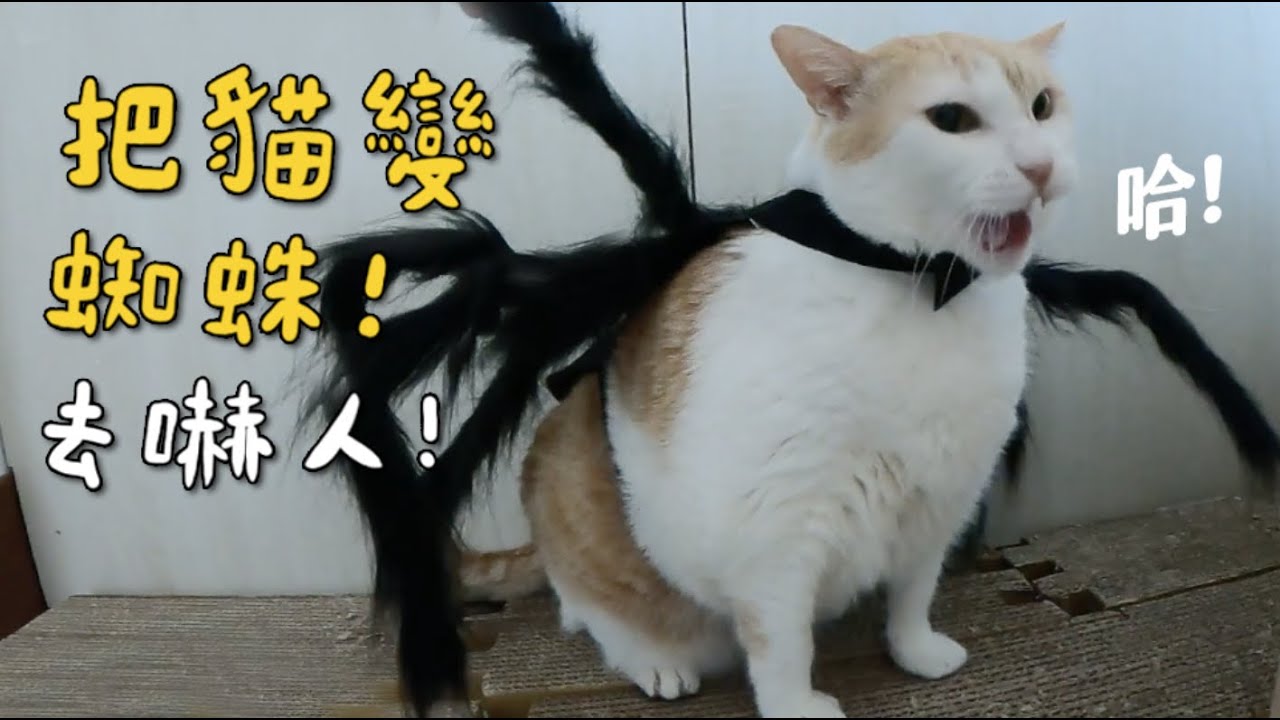 【黃阿瑪的後宮生活】把貓變蜘蛛！去嚇人！