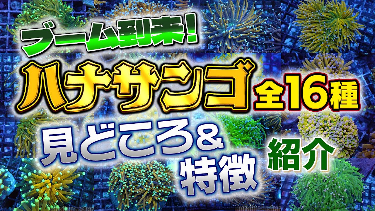 超絶ブームのハナサンゴ　一挙紹介！！！！【2024年9月号 vol.4】