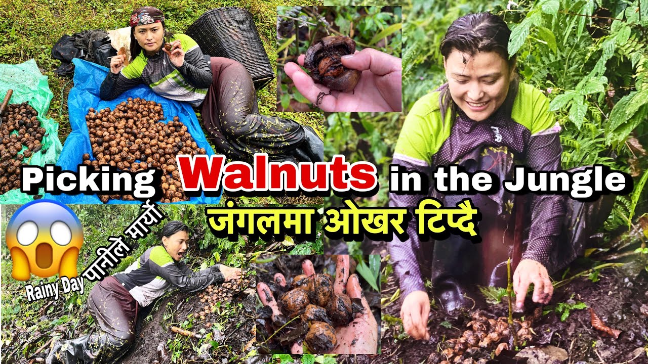 जंगलमा ओखर खोज्न जादा/picking Walnuts in the jungleपानी परेर बिजोगभोHow to find barpak walnuts/Nepal