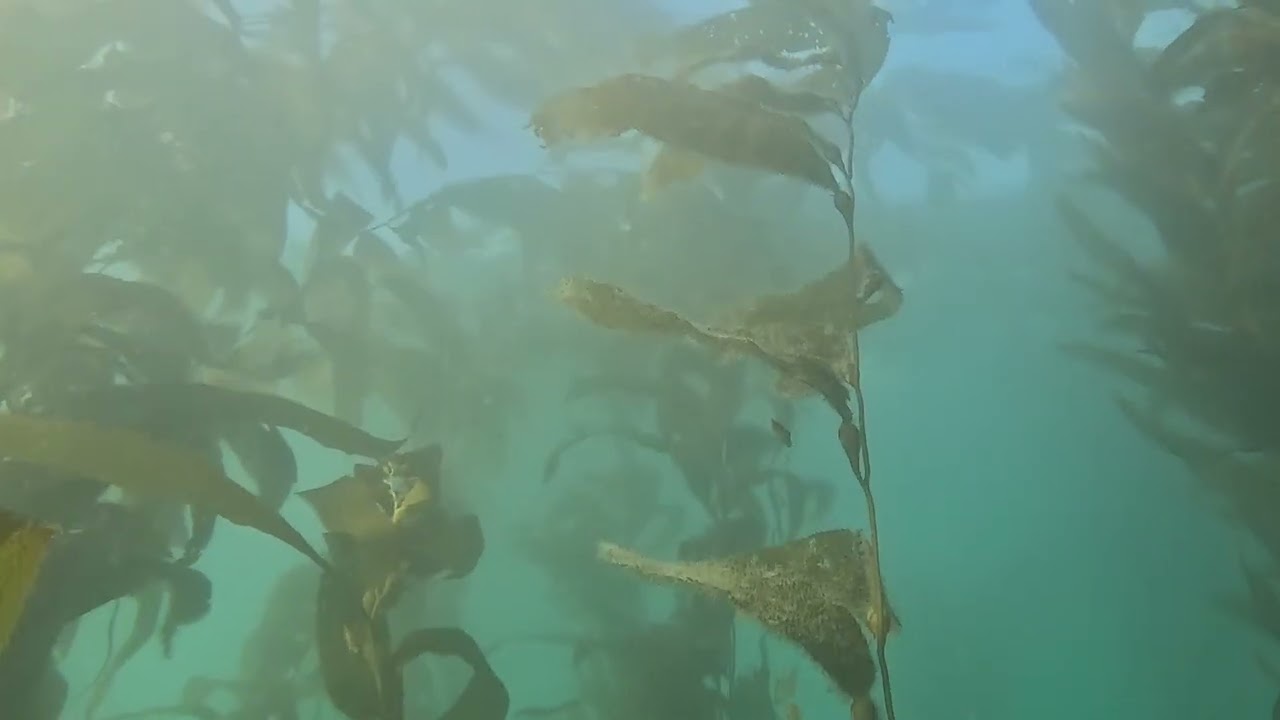 California's Newest Giant Kelp Made 100% with Sea Caves