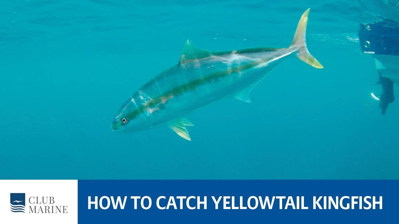 How to catch yellowtail kingfish with Alistair McGlashan