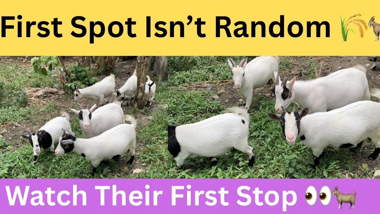 This First Grazing Spot Is Never Random 🌾🐐 (Live)