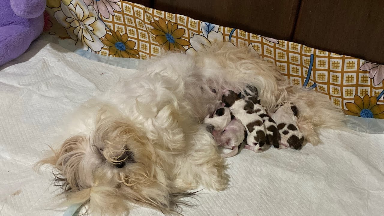 Cuando puedo bañar a la perra después del parto | La Casita de los Shih Tzu