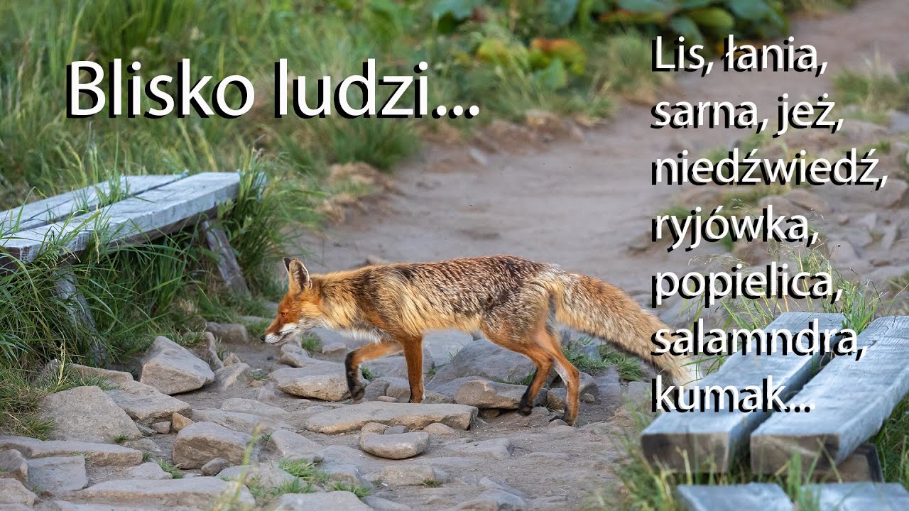 Blisko ludzi, czyli zwierzęta na szlaku, szosie, w domu, w mieście... Z życia fotografów przyrody.