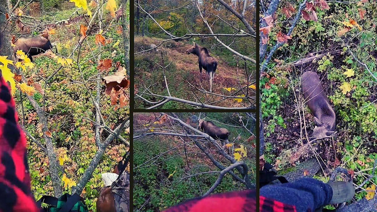 Close Encounter of Moose Kind! 2 Pass Under New York Hunter's Tree Stand