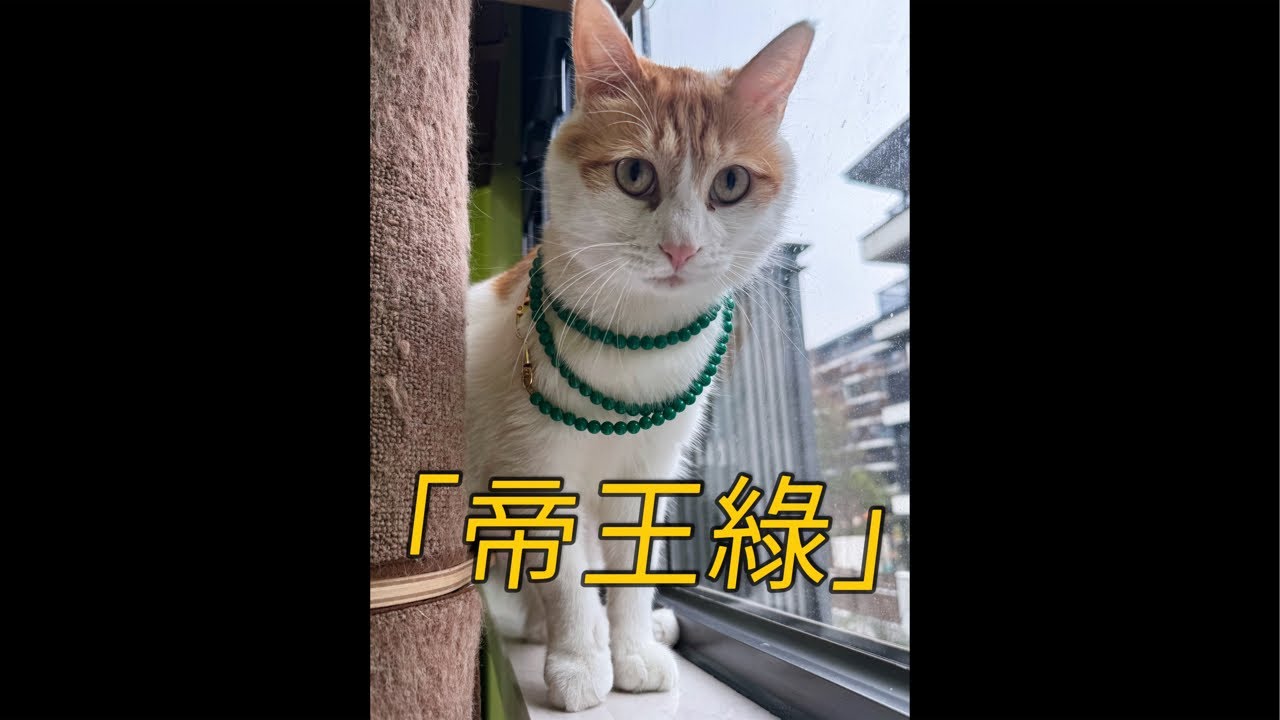 【直播】小男猫被迫替母卖翡翠，满脸不服｜李喜猫