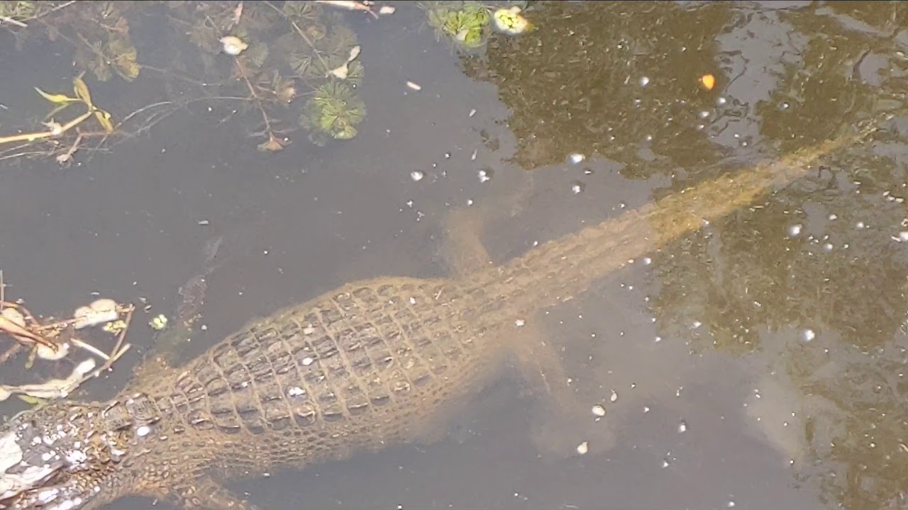 Gators and Ghosts Small Airboat Eco Tour in New Orleans