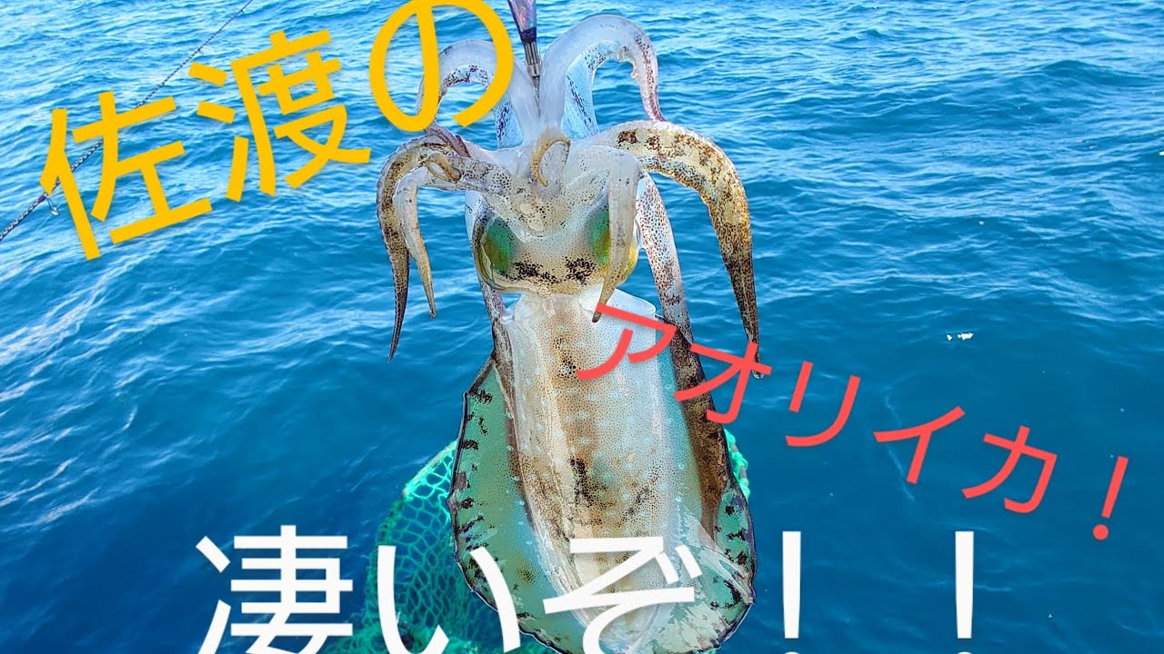 【4K映像】佐渡でアオリイカ エギング〜初心者がアオリイカを釣れるか？？〜Beginner catch Squid in Sado island #佐渡  #アオリイカ #エギング #釣り #フェリー