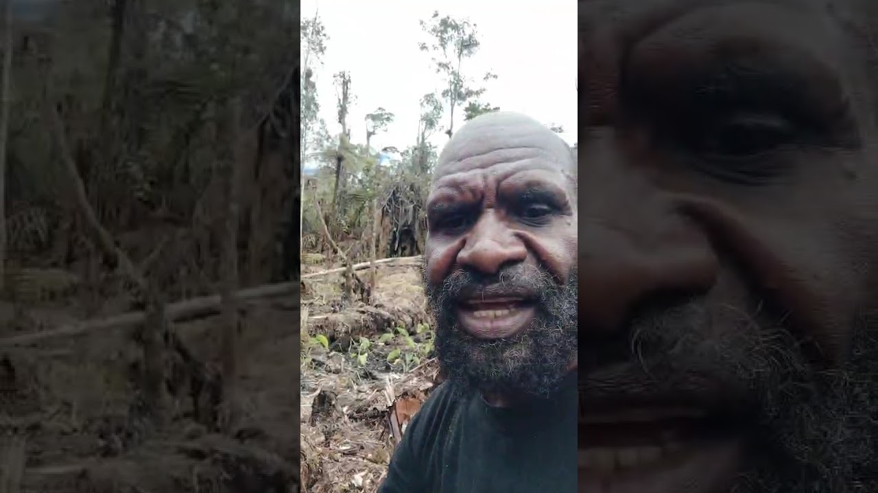 Tanam keladi di kebun Wangbe puncak Papua 