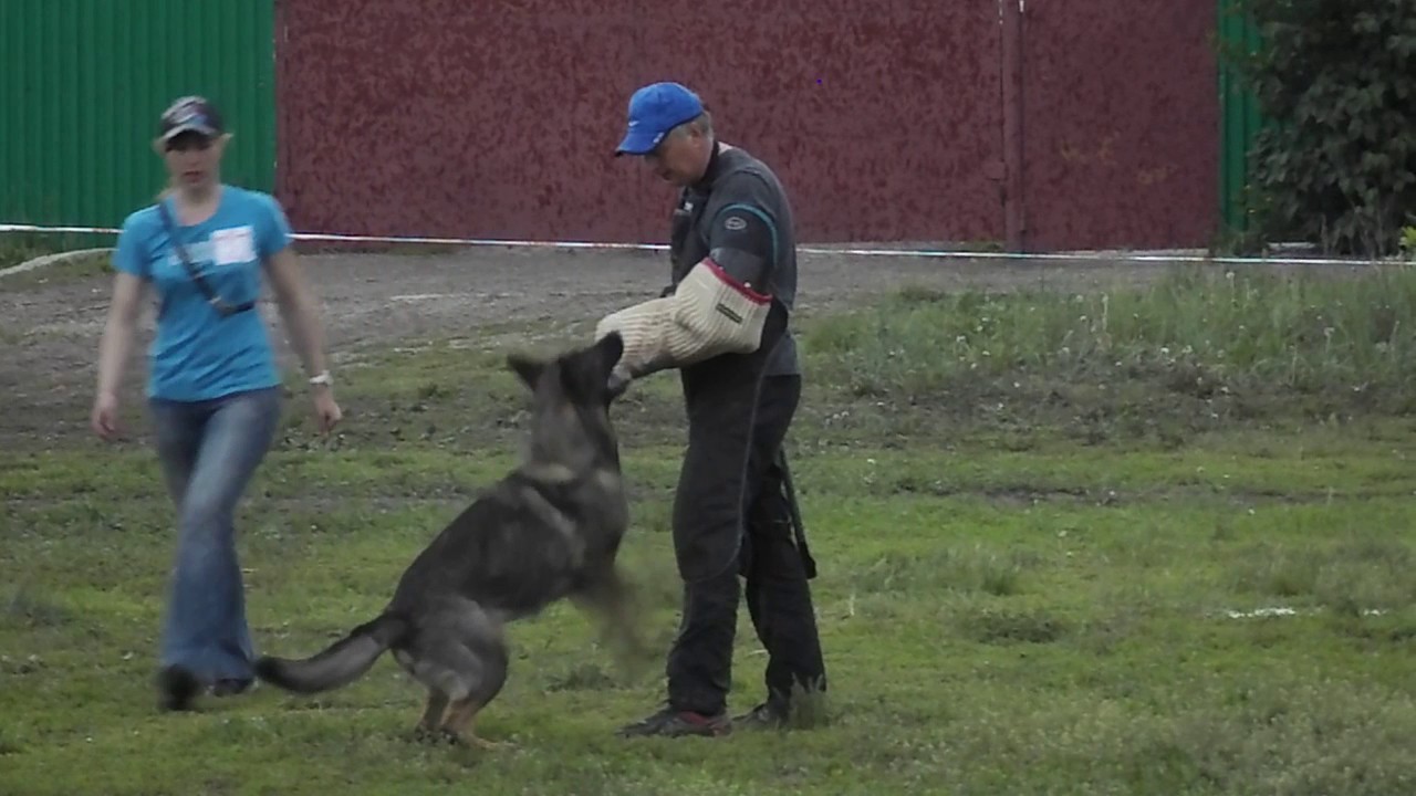 IPO III. Малышева М. Ф. и Ратио Регум Гефрэя.