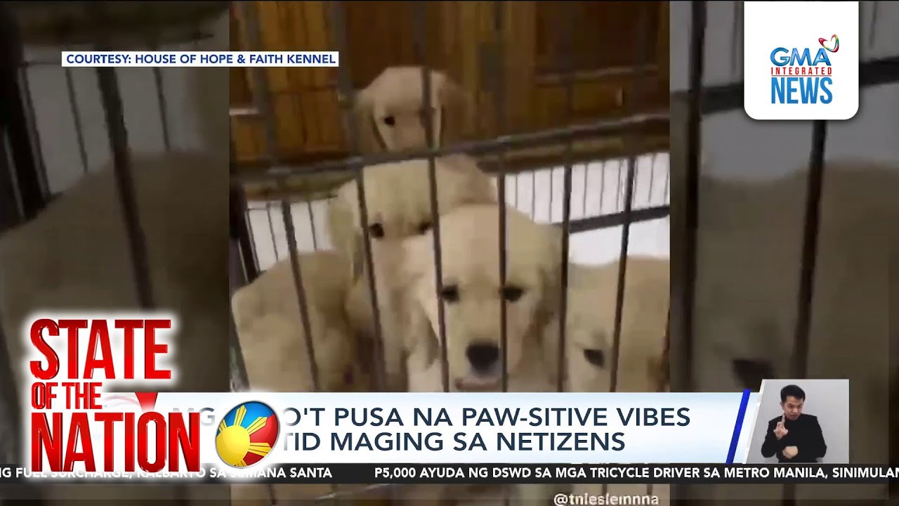 Dogs and cats bring paw-sitive vibes to netizens | SONA