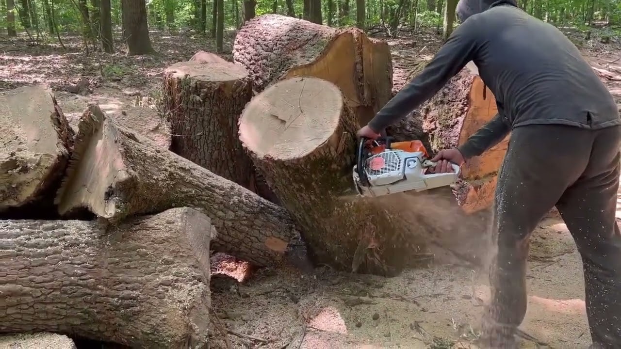 Real Loggers – Real Chainsaw Action