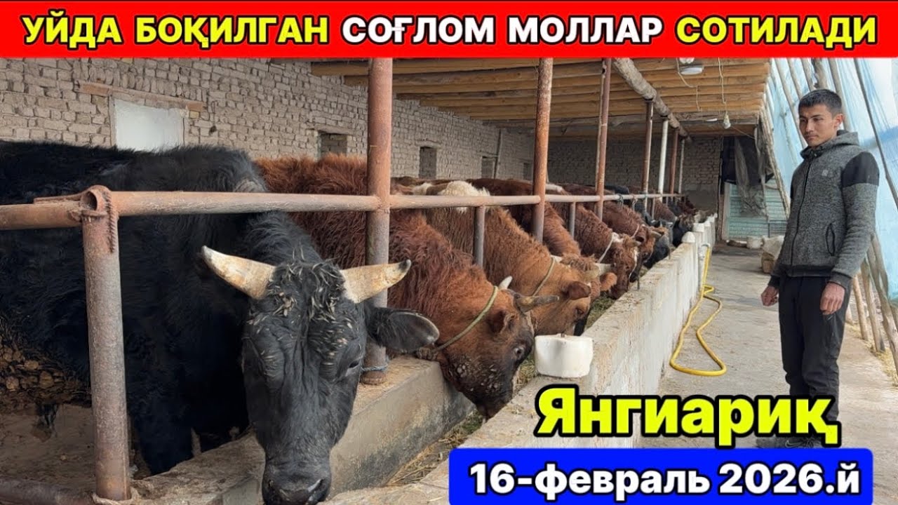 УЙДА БОҚИЛГАН СОҒЛОМ МОЛЛАР СОТИЛАДИ Янгиариқ 16-февраля 2026 г.