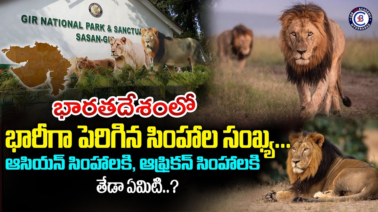 భారతదేశంలో భారీగా పెరిగిన సింహాల సంఖ్య... ఆసియన్ సింహాలకి, ఆఫ్రికన్ సింహాలకి తేడా ఏమిటి..?||#lions