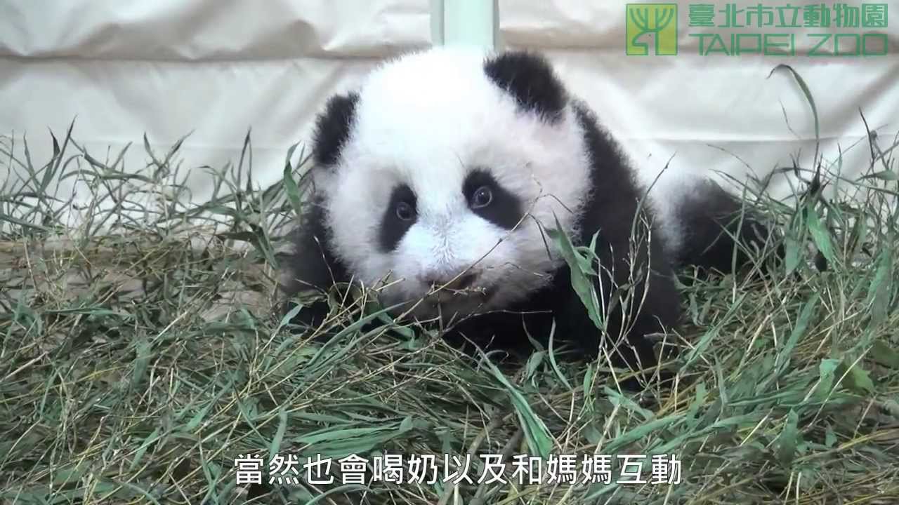 圓仔打盹 The Giant Panda Cub Yuan-Zai Dozed Off