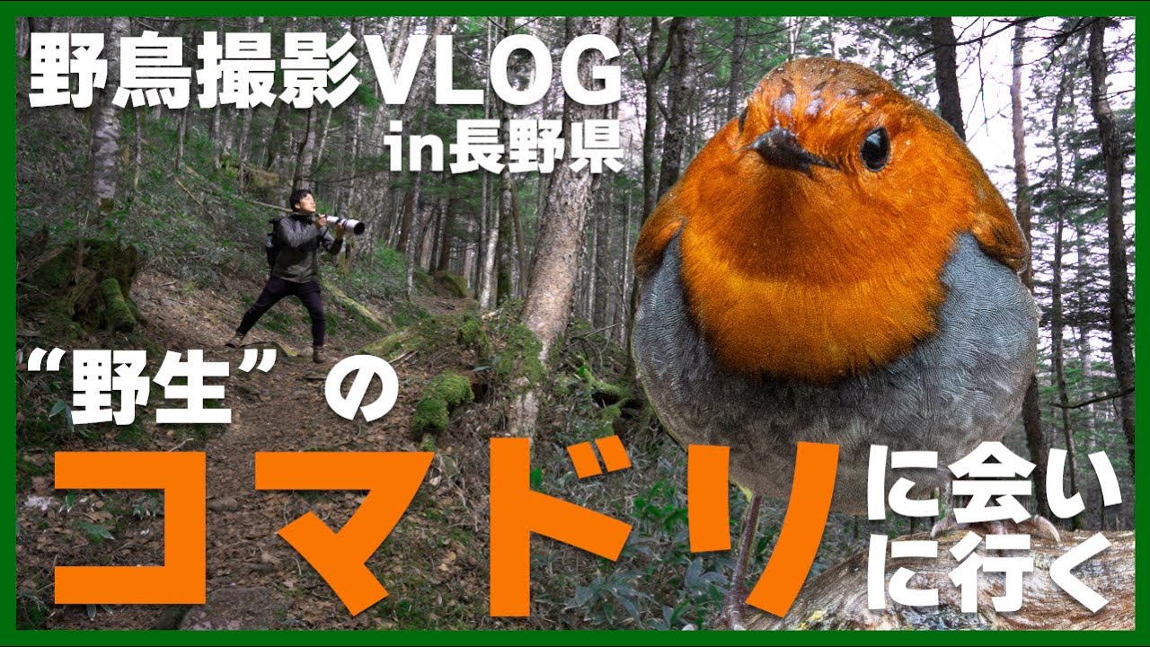 野鳥撮影Vlog「五月雨に 耐えて聞こゆは 駒の声」標高1,500m長野県の山を歩く　コマドリ、ルリビタキ、ノビタキ、ホオアカなど  Birding in Japan, Japanese Robin