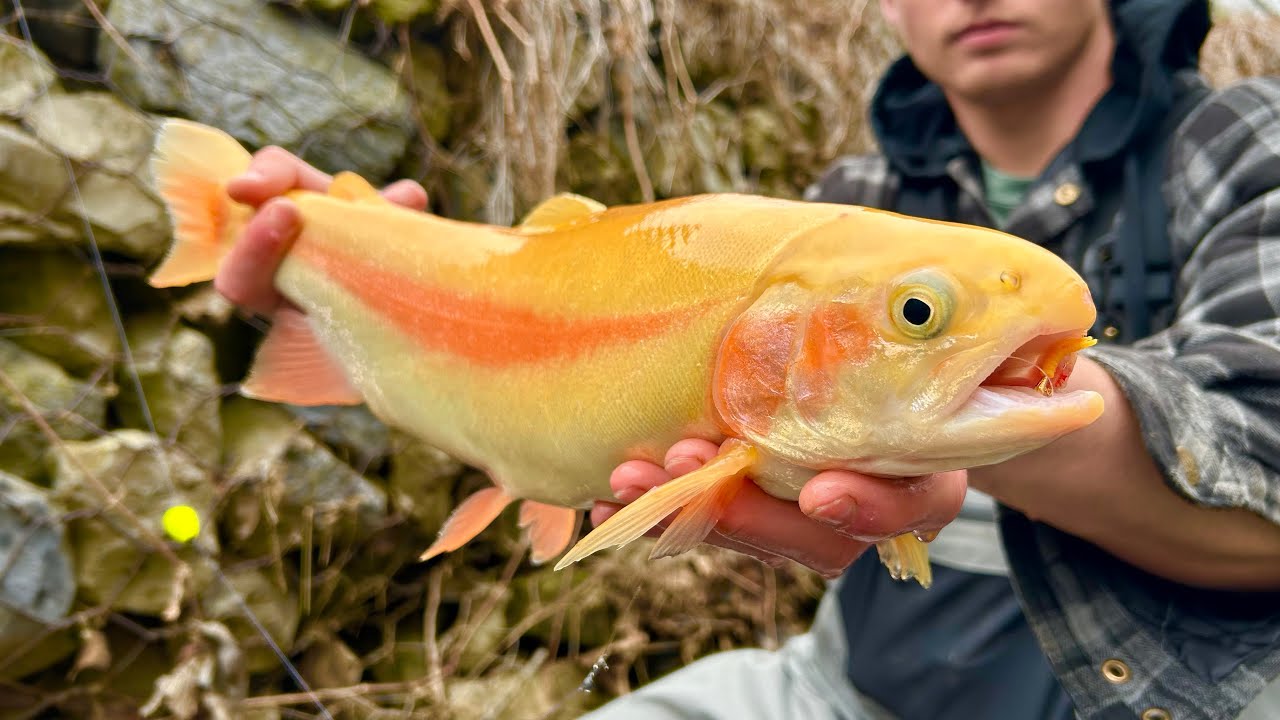 PA Opening Day Trout Fishing 2025! (GOLDEN RAINBOW)