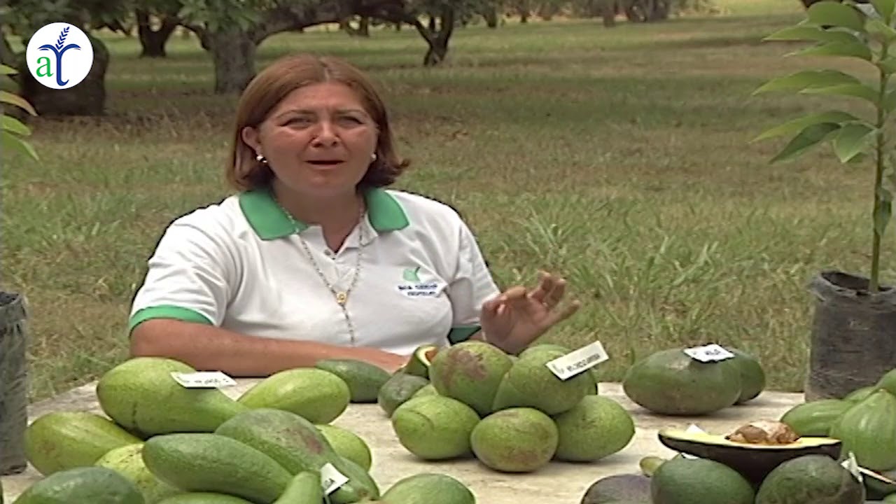 TODO SOBRE EL DE AGUACATE