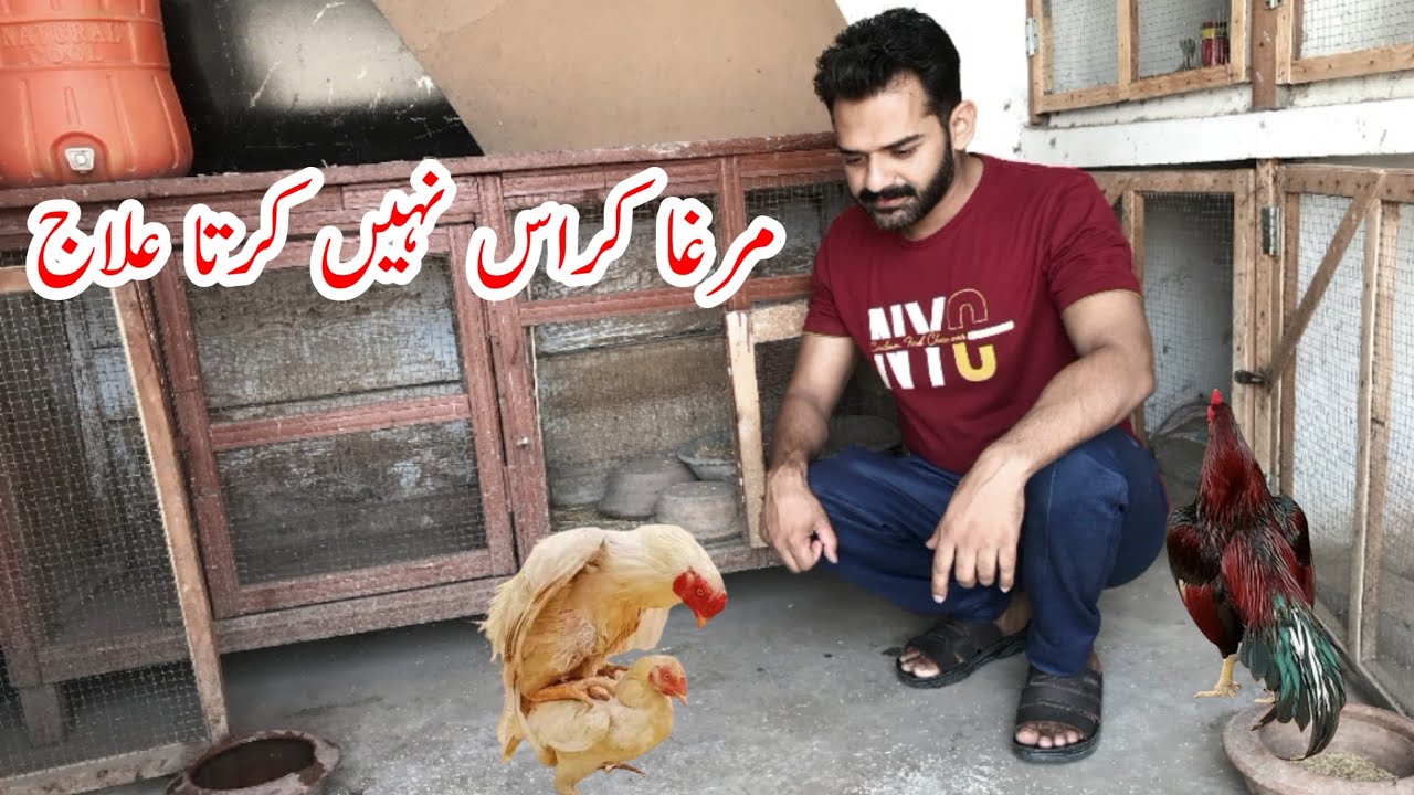 Aseel murga cross nahi karta kaya ilaj kren | murga crass nahi karta kaya kren | ihsan gujjar