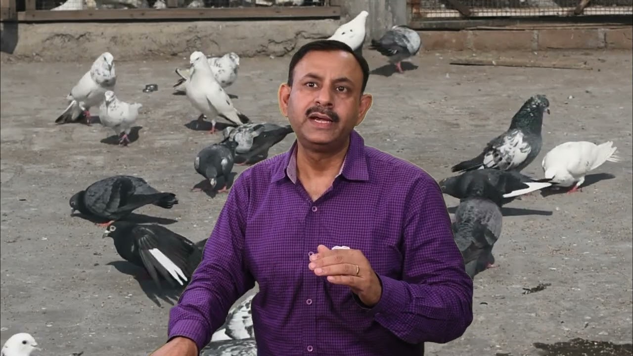 कबूतरों के पंखो में होने वाले कीड़े जू का ईलाज कैसे करे || जरूरी बाते || Dr Nagender Yadav