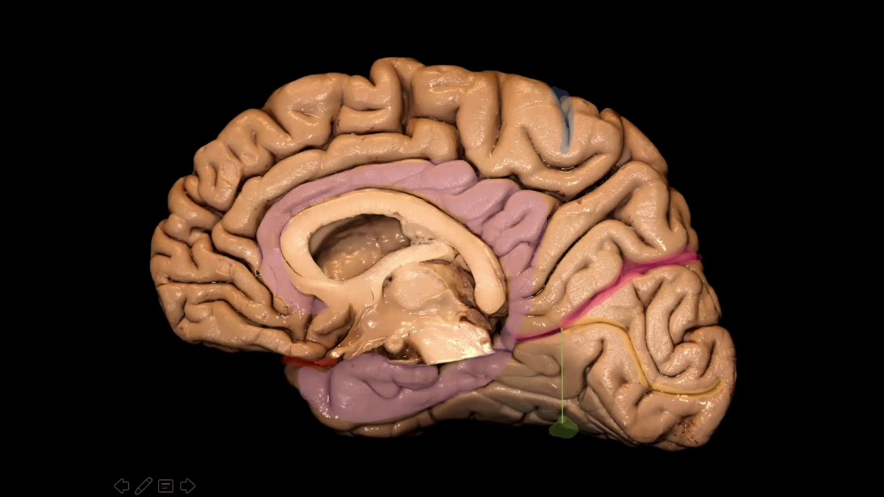 Giros y Surcos: Cara medial.