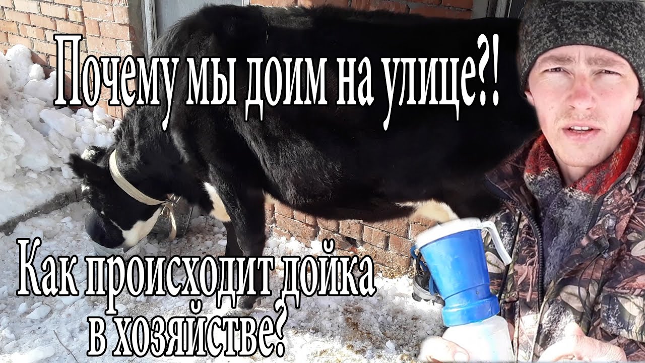 Дойка коров на улице. Почему нам так удобнее.