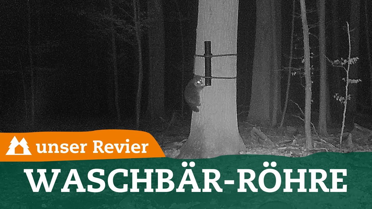 Die neue Coonpipe | So h&auml;ngt man die Waschb&auml;rr&ouml;hre auf | unser Revier | #54