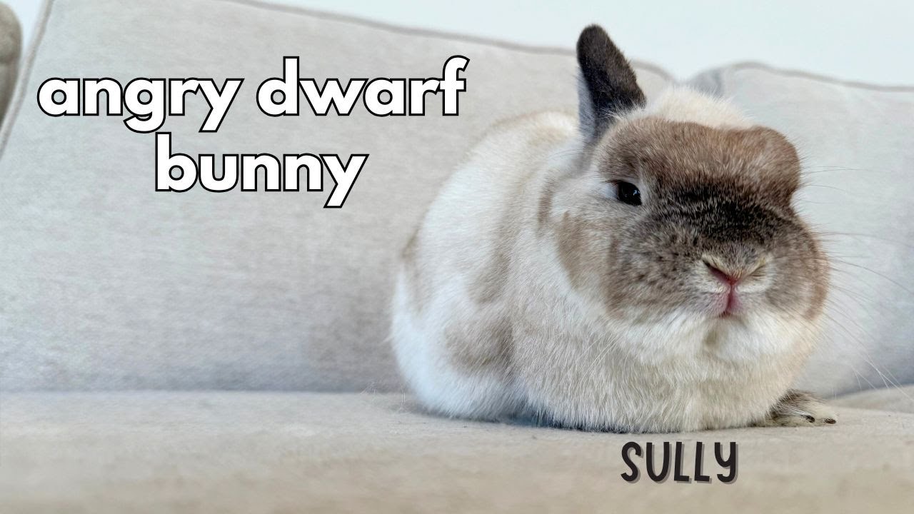 Spend the day with an angry potato | Day in the Life of a Bunny