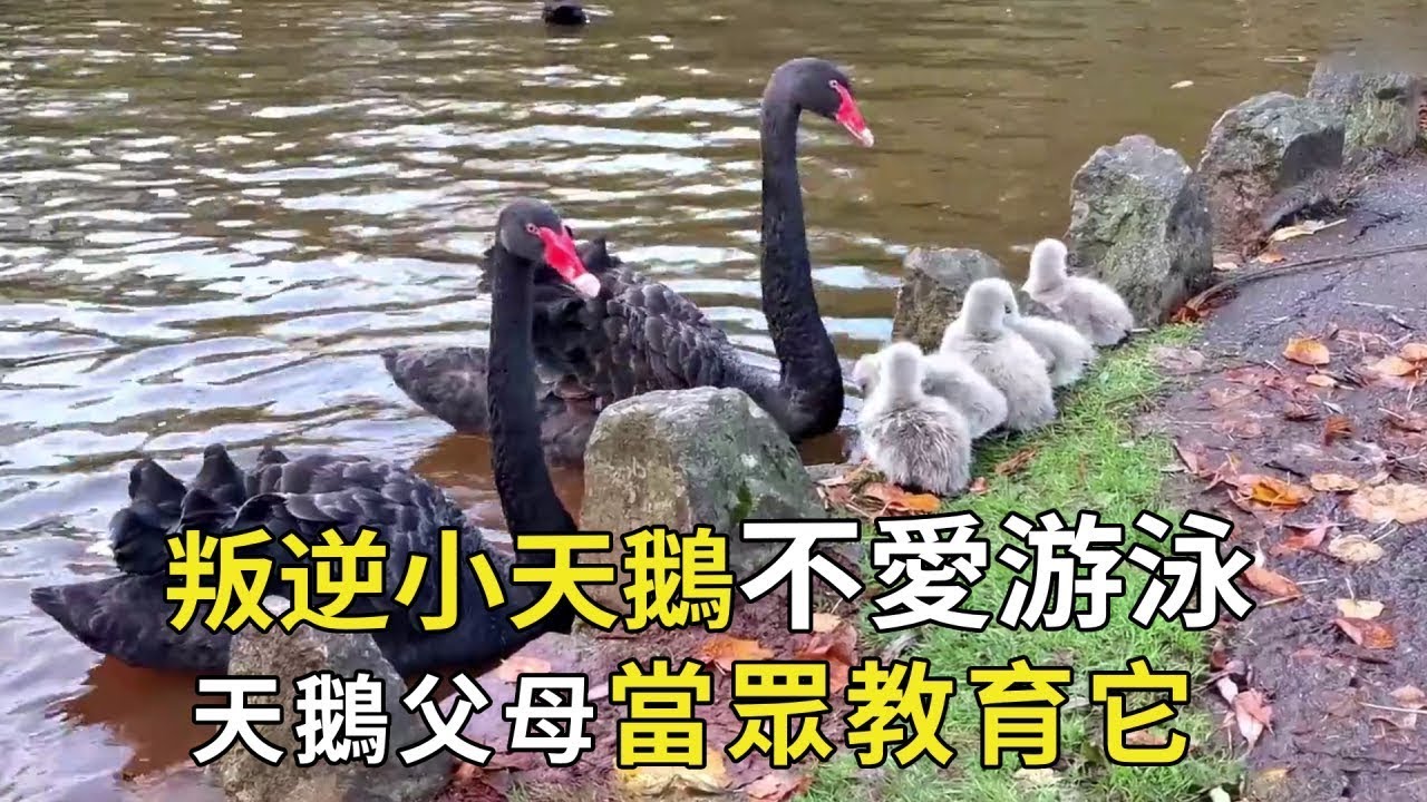 叛逆的小天鵝天生不愛游泳，父母為它操碎了心，當眾給它「愛的教育」【小奶狗觀影】