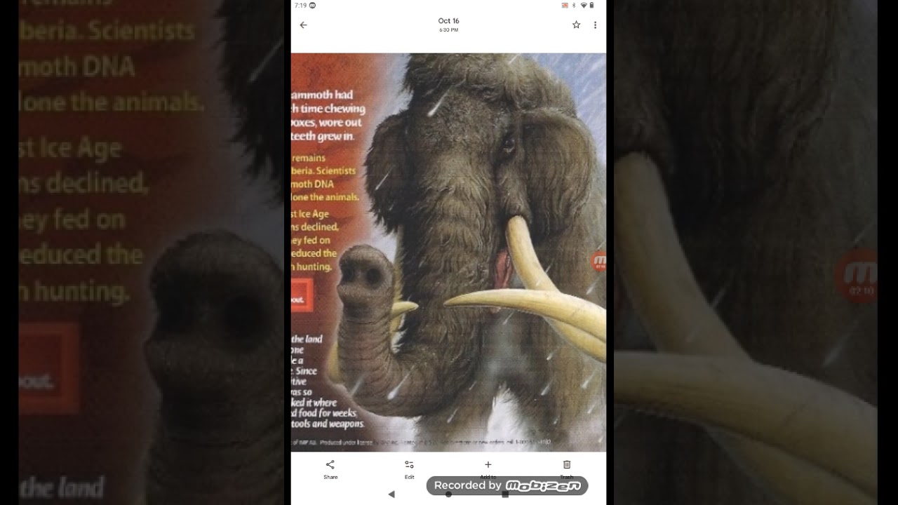 Woolly Mammoth Sound Effects 🦣🔊 (Happy 70th BirthDay To My Biological Father) 