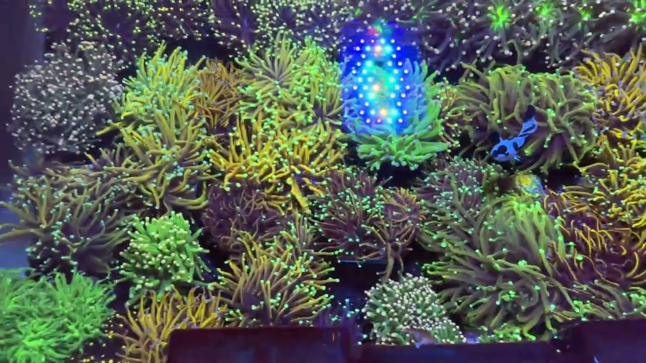 DropoffCorals, The Healthiest Torch Corals Offered Wholesale