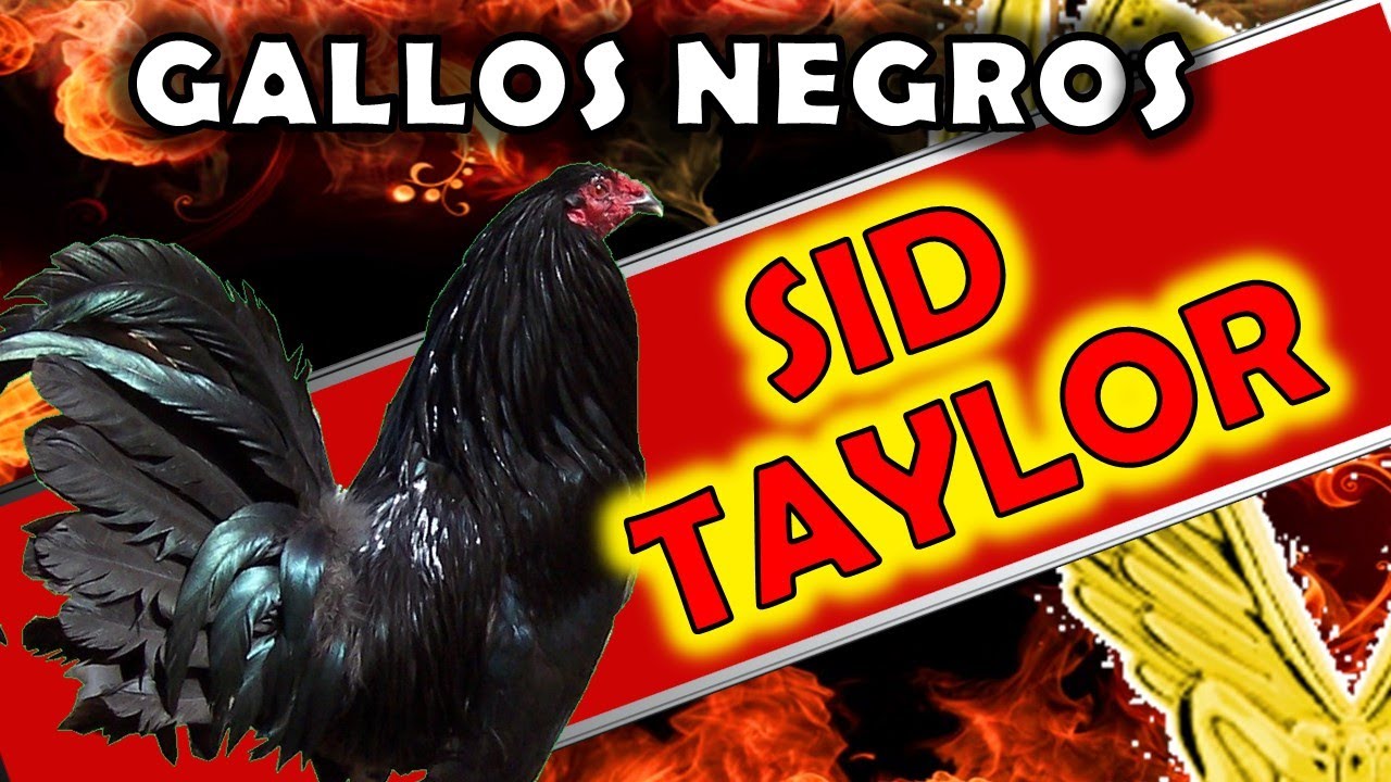 Gallos Raza SID TAYLOR 2024 gallos de color negro 🤠💖💖💖✔✔✔👍