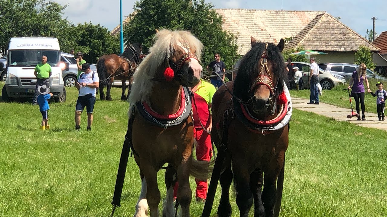 Deň koňa 2024 Kováčová