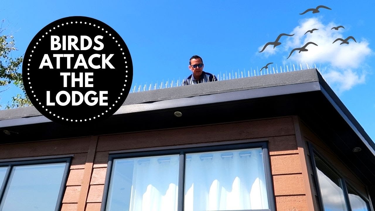 STRANGE BIRD ATTACKS THE LODGE | THE LODGE GUYS | VLOG