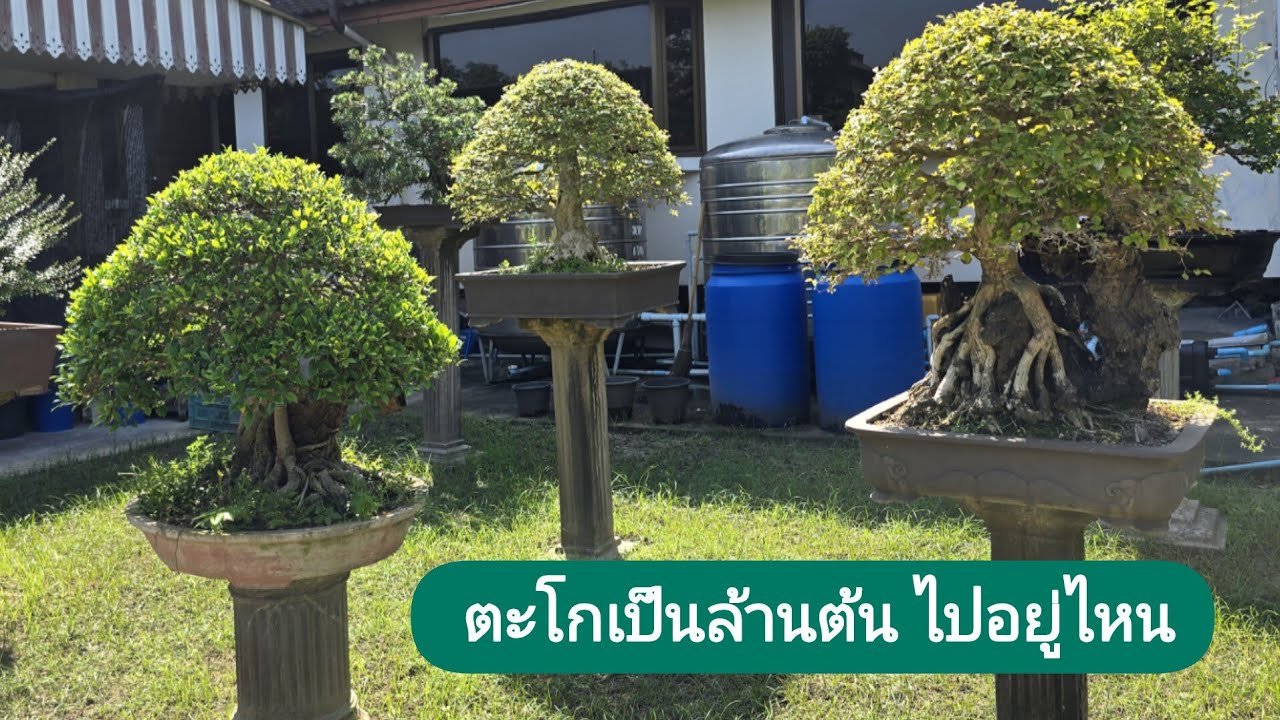 ตะโกเป็นล้านต้น สวยๆไปอยู่ไหนหมด เรื่องราวเกี่ยวกับบอนไซตะโก โดยคุณมนตรี