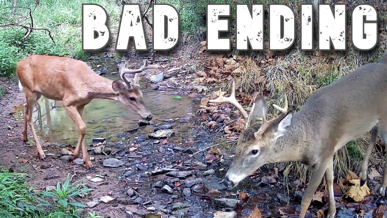 UNCHECKED for 6 Months: DID NOT End Well! (INCREDIBLE Wildlife Audio)