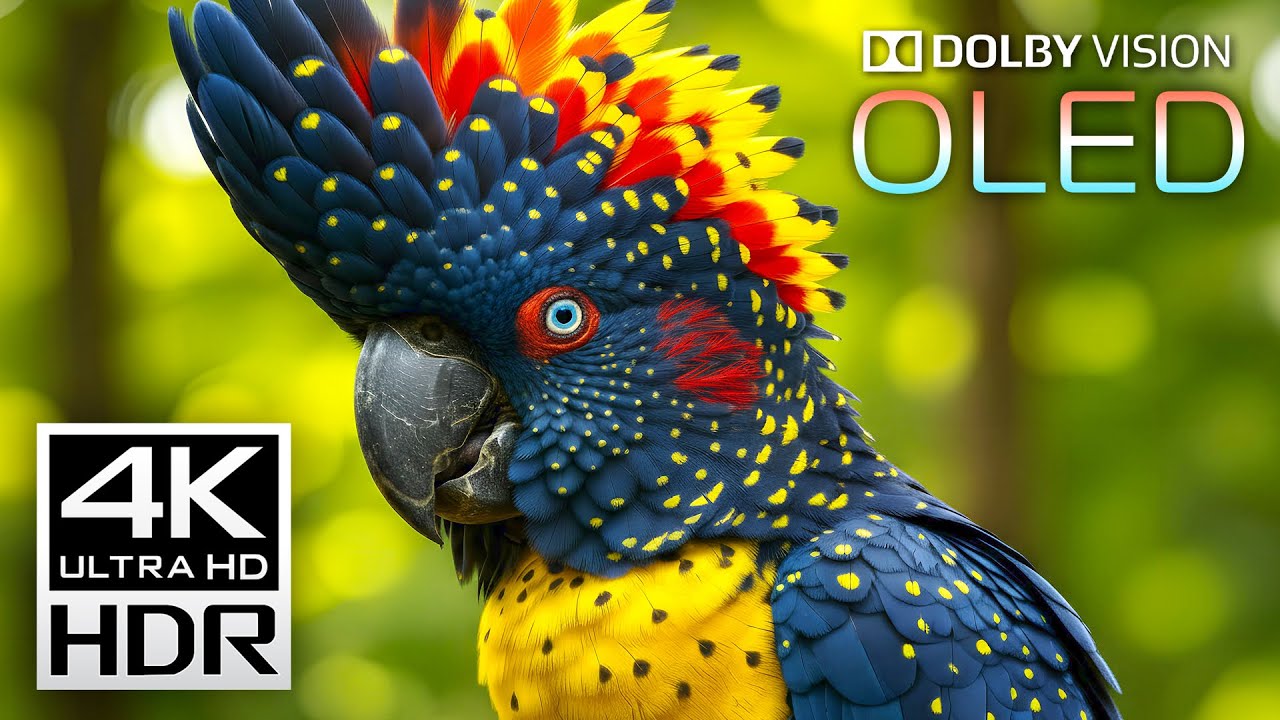 Beautiful 4K VIDEOS - Dolby Vision 4K HDR 60 FPS Video