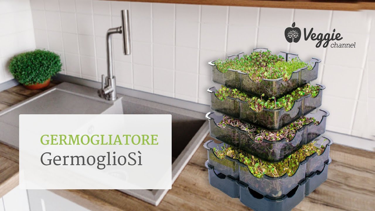 Germogliatore GermoglioSì per coltivare i germogli in casa