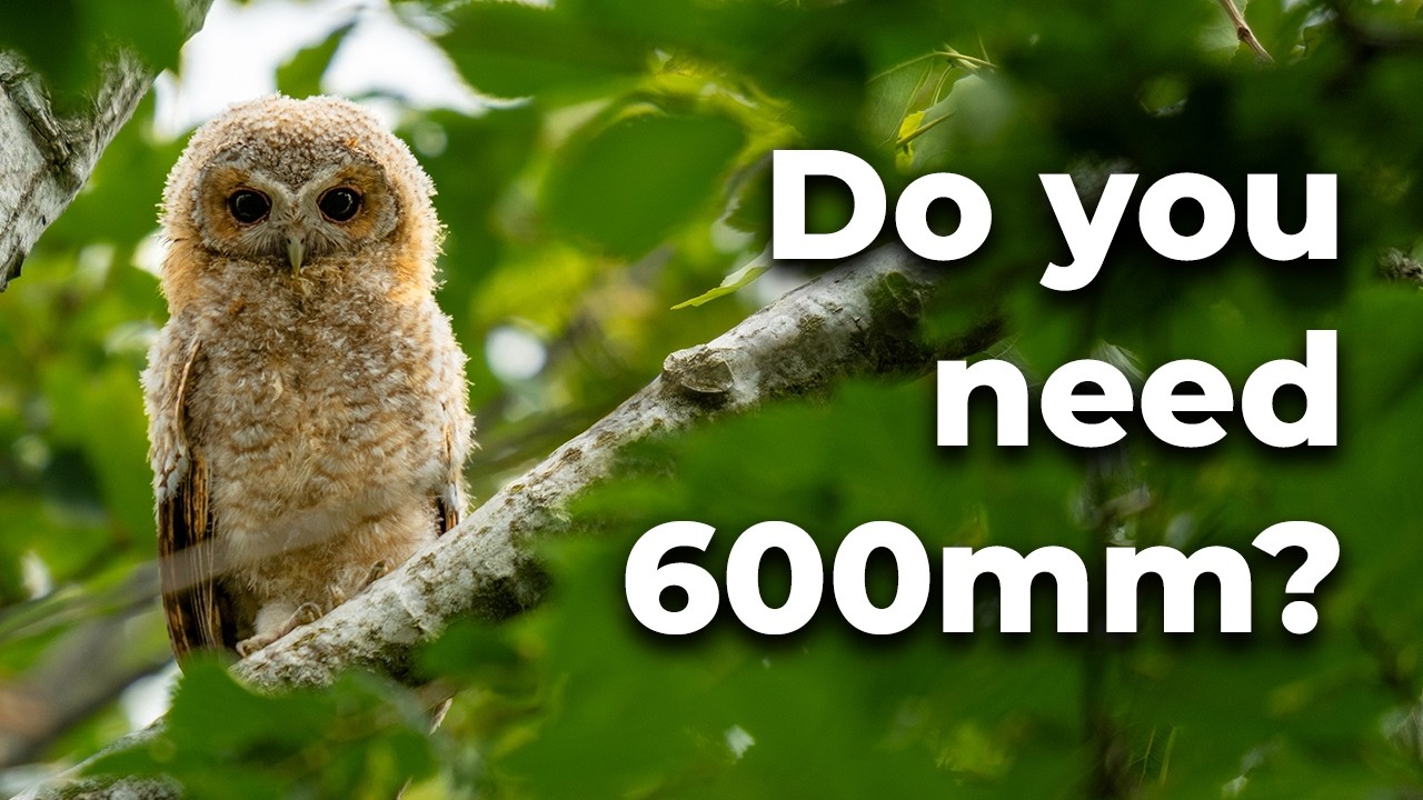 What Is The Best Focal Length For Wildlife Photography?