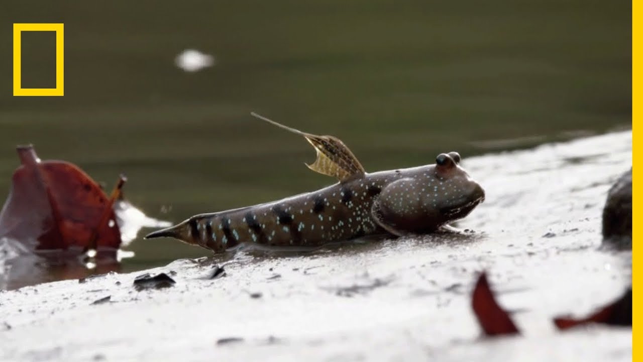 Le périophtalme : le poisson grenouille