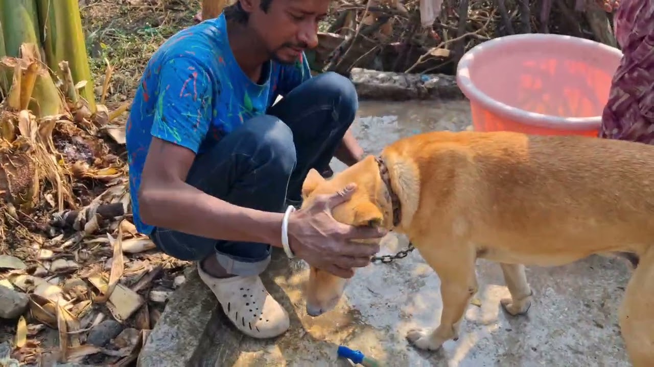 Simba ne ki aaj bohot masti 😅 #vlog #dailyvlog #viral #dog #cat #love #masti #comedy #funny 