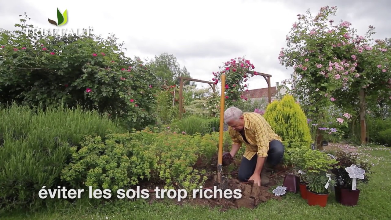 L'euphorbe vivace : plante décorative pour chaque espace - Truffaut