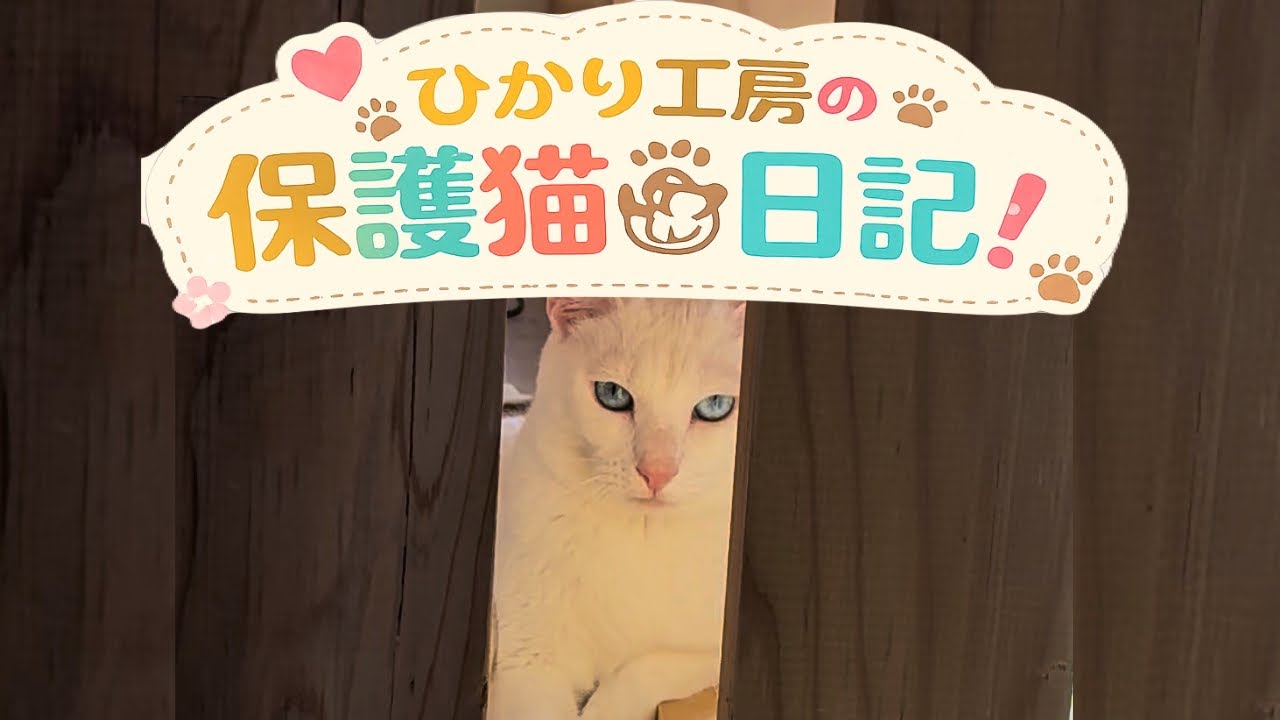 3/5 今日の保護猫ちゃん「初登場にゃんず」