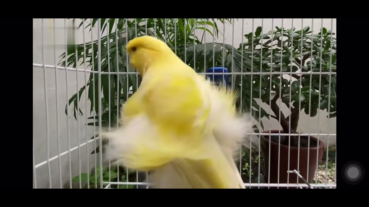 North Dutch Frill Canary 3