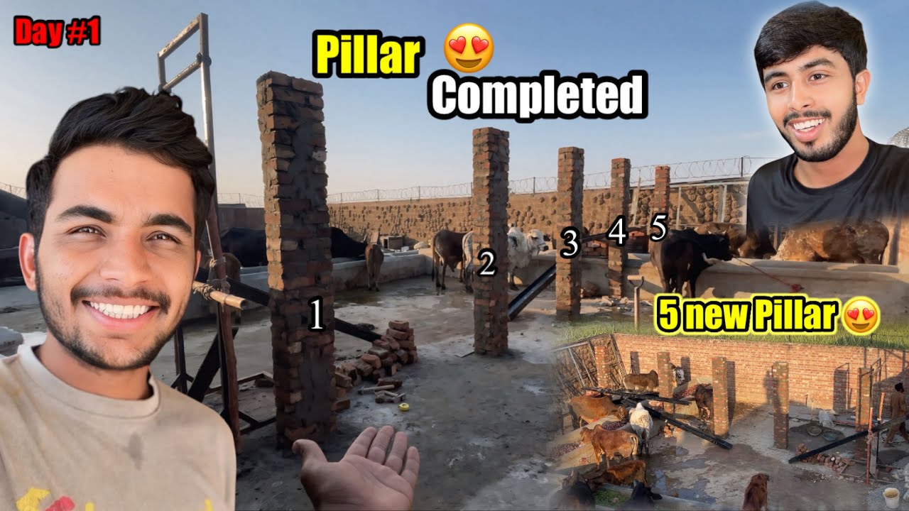 5 New Pillar Completed 😍For Cow Farming | Zohaib Pendu | Saqlain Pendu
