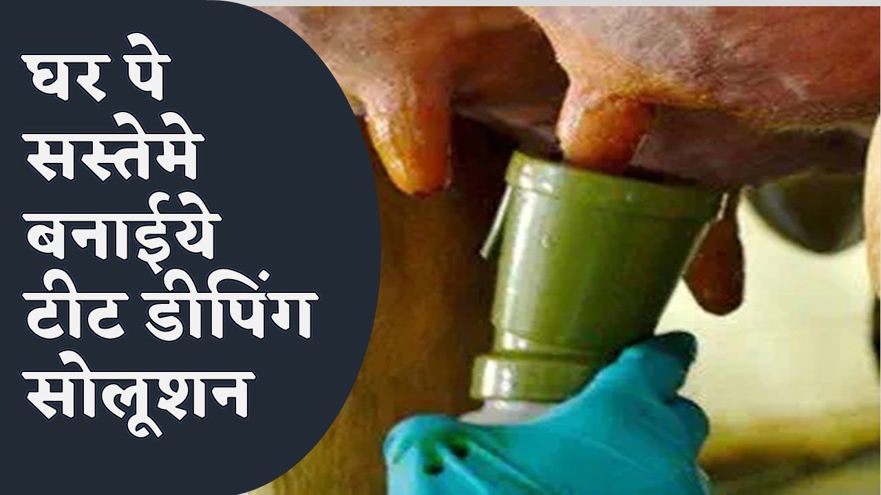 How to prepare Teat Dip solution at home || Use of Teat Dip solution|| Mastitis prevention in cow