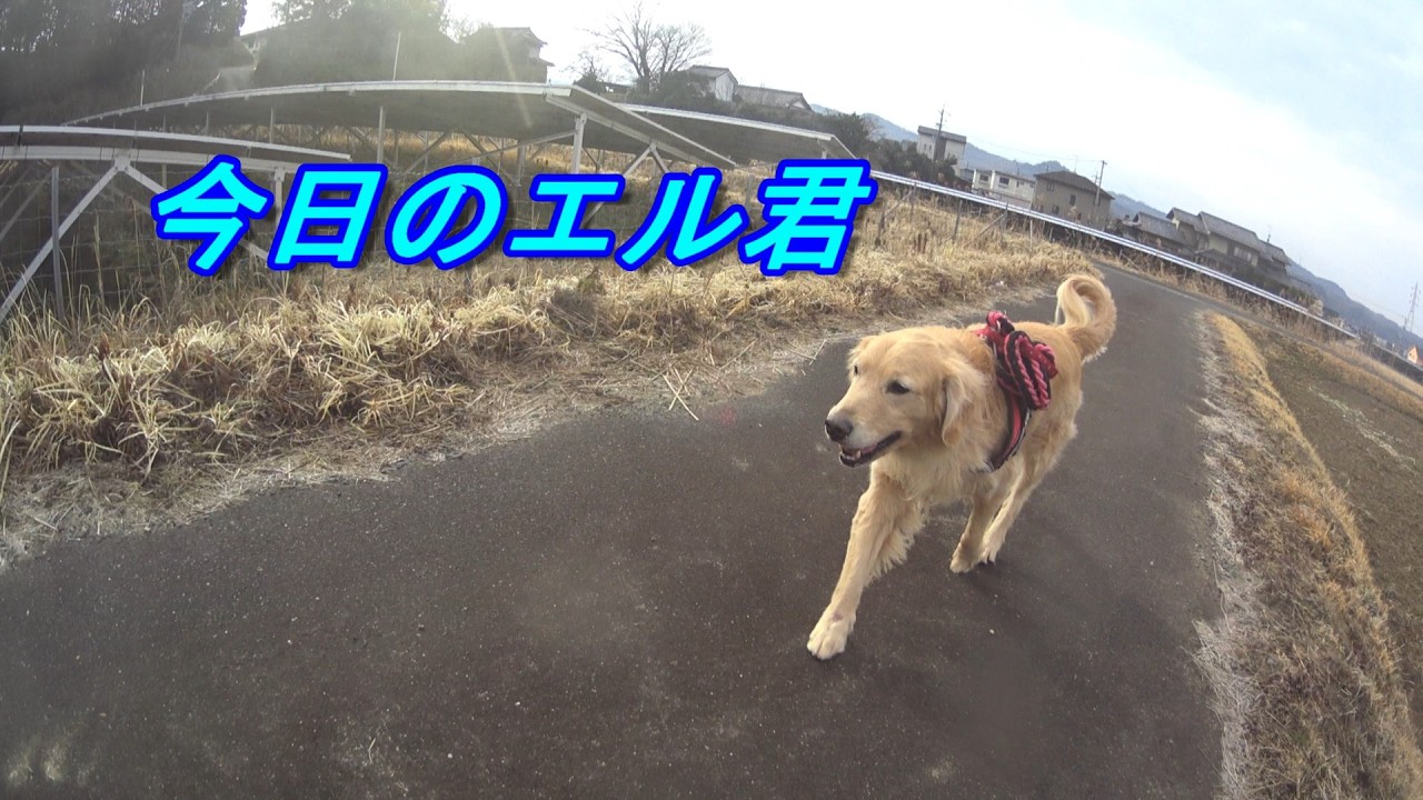 【新】　白柴犬、ゴールデンリトリバーお散歩動画
